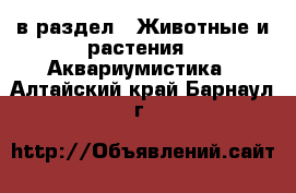  в раздел : Животные и растения » Аквариумистика . Алтайский край,Барнаул г.